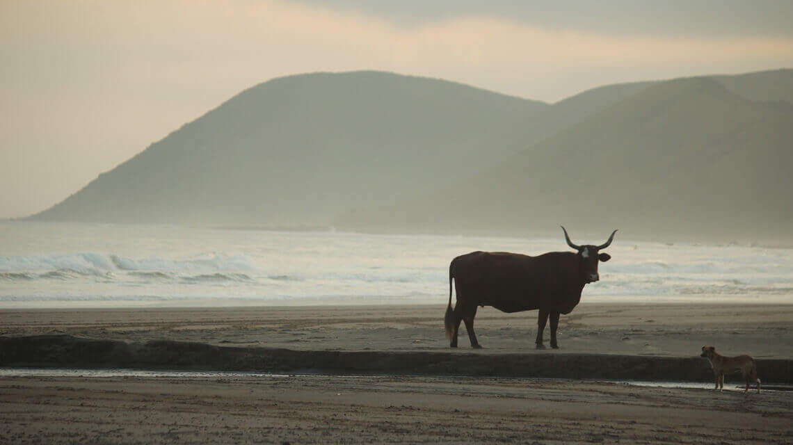The_Shore_Break